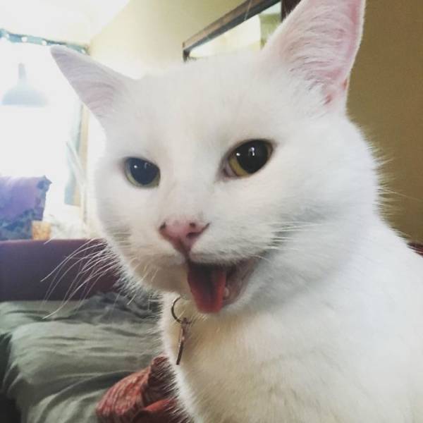 Meet Smudge, The Real Cat-Hero Of ‘Woman Yelling At A Cat’ Meme