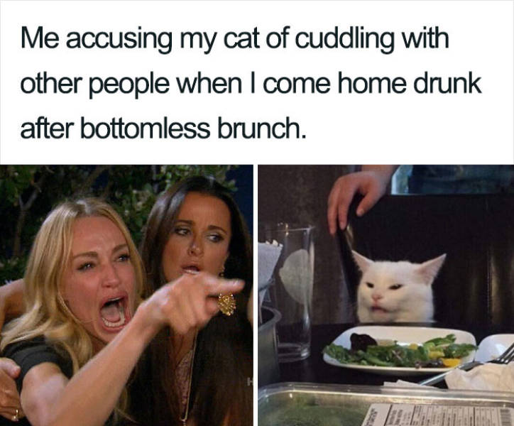 Meet Smudge, The Real Cat-Hero Of ‘Woman Yelling At A Cat’ Meme