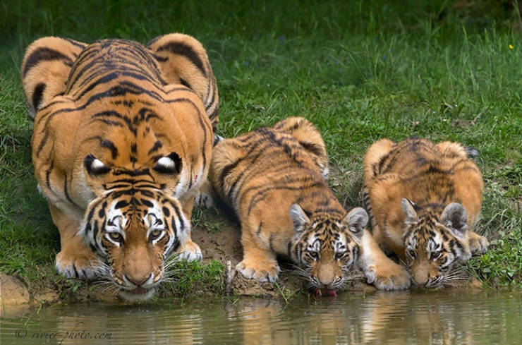It Looks Like Tigers Have A Spare Set Of Eyes!
