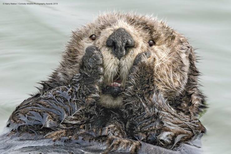 "Comedy Wildlife Photography Awards" Chooses Most Hilarious Wildlife Photos Of The Year