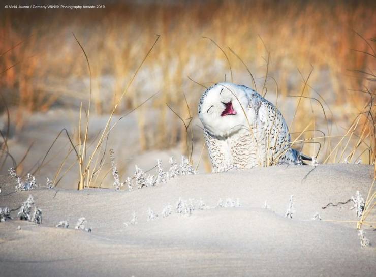 "Comedy Wildlife Photography Awards" Chooses Most Hilarious Wildlife Photos Of The Year