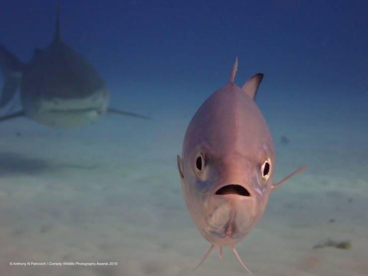 "Comedy Wildlife Photography Awards" Chooses Most Hilarious Wildlife Photos Of The Year