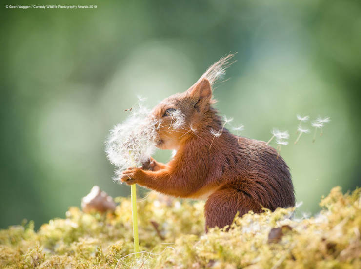 "Comedy Wildlife Photography Awards" Chooses Most Hilarious Wildlife Photos Of The Year