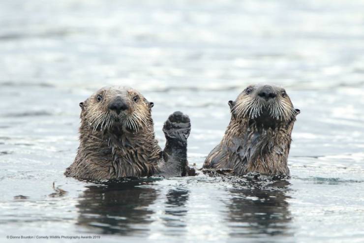 "Comedy Wildlife Photography Awards" Chooses Most Hilarious Wildlife Photos Of The Year