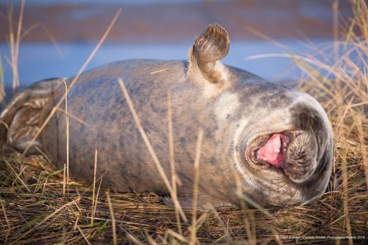 "Comedy Wildlife Photography Awards" Chooses Most Hilarious Wildlife Photos Of The Year