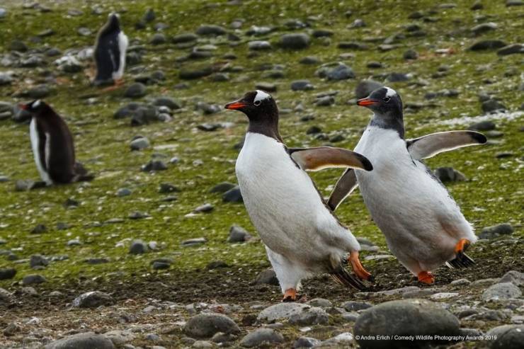 "Comedy Wildlife Photography Awards" Chooses Most Hilarious Wildlife Photos Of The Year