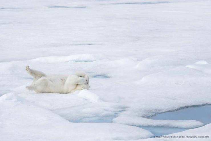 "Comedy Wildlife Photography Awards" Chooses Most Hilarious Wildlife Photos Of The Year