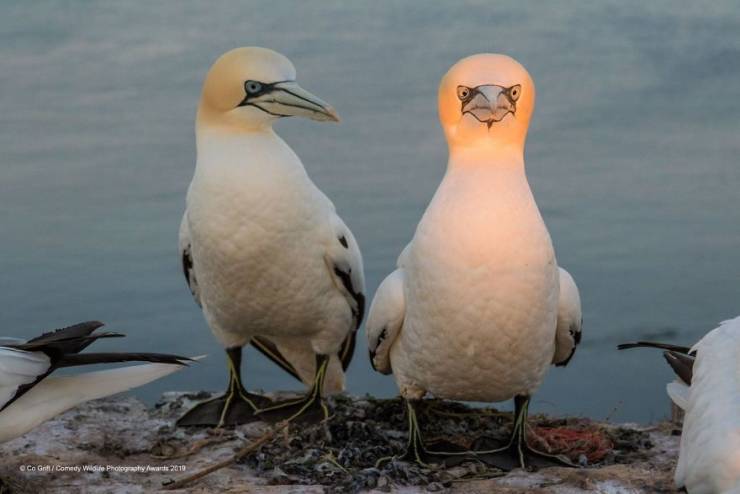 "Comedy Wildlife Photography Awards" Chooses Most Hilarious Wildlife Photos Of The Year