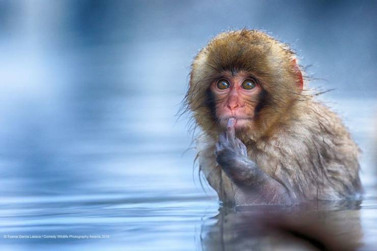 "Comedy Wildlife Photography Awards" Chooses Most Hilarious Wildlife Photos Of The Year
