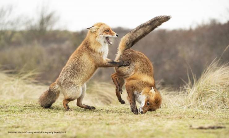 "Comedy Wildlife Photography Awards" Chooses Most Hilarious Wildlife Photos Of The Year
