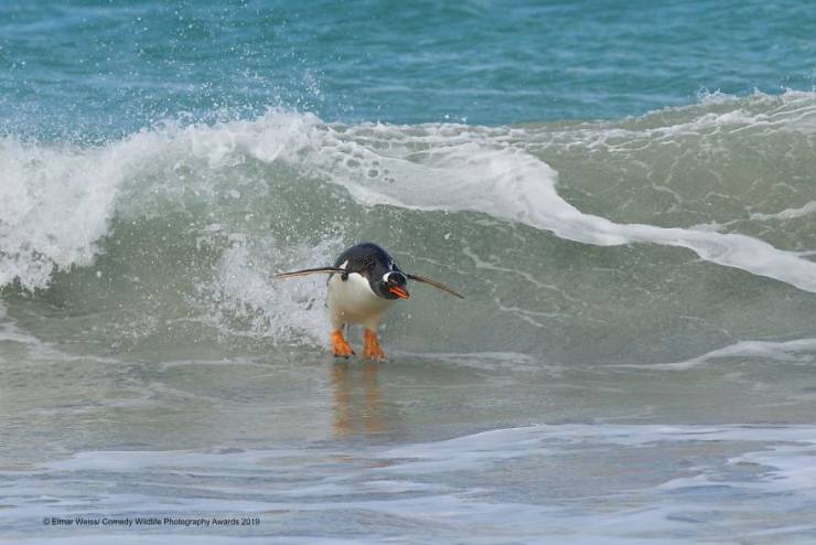 "Comedy Wildlife Photography Awards" Chooses Most Hilarious Wildlife Photos Of The Year