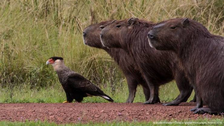 "Comedy Wildlife Photography Awards" Chooses Most Hilarious Wildlife Photos Of The Year