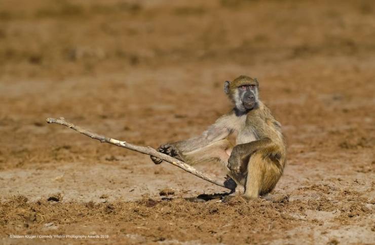 "Comedy Wildlife Photography Awards" Chooses Most Hilarious Wildlife Photos Of The Year