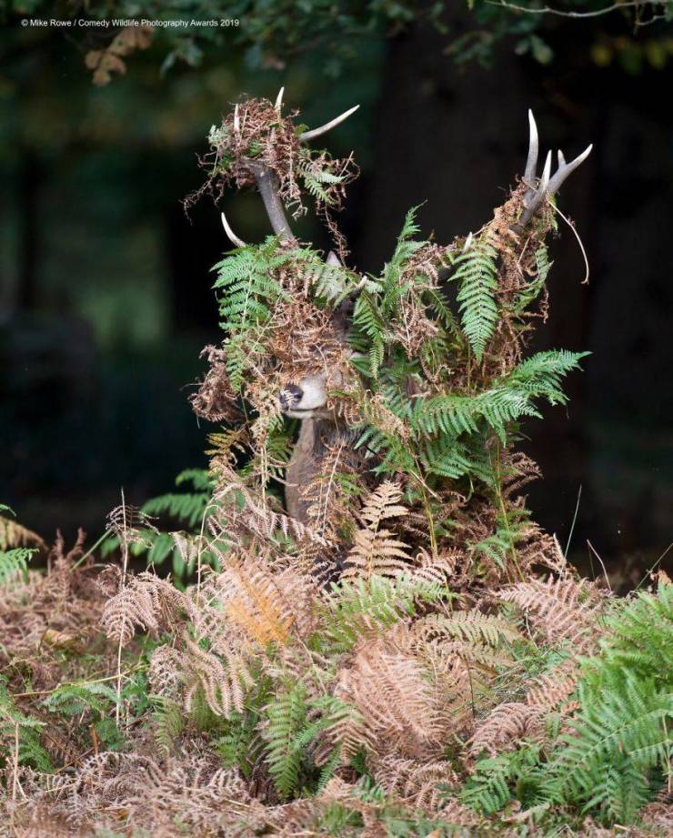 "Comedy Wildlife Photography Awards" Chooses Most Hilarious Wildlife Photos Of The Year