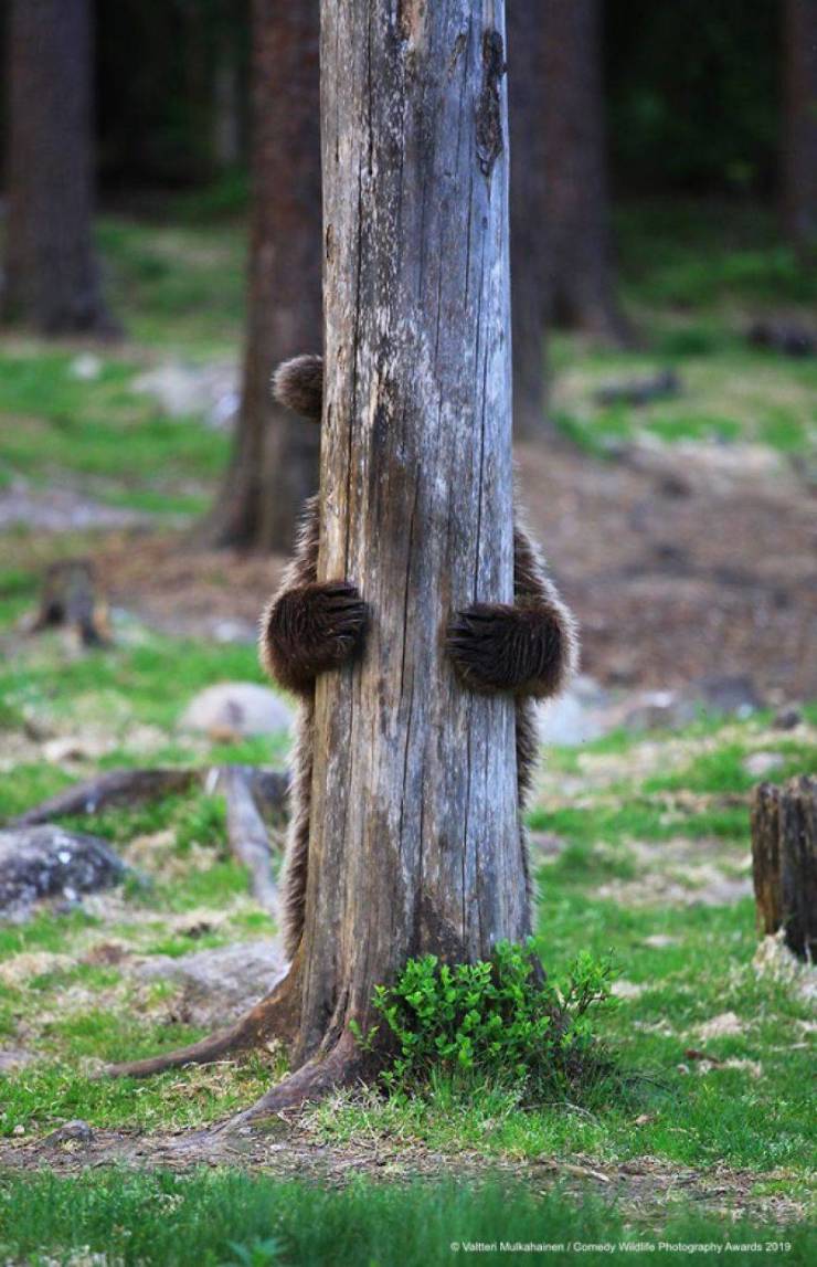 Wildlife Photography Awards" Chooses Most Hilarious Wildlife