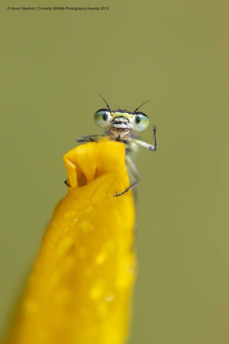"Comedy Wildlife Photography Awards" Chooses Most Hilarious Wildlife Photos Of The Year