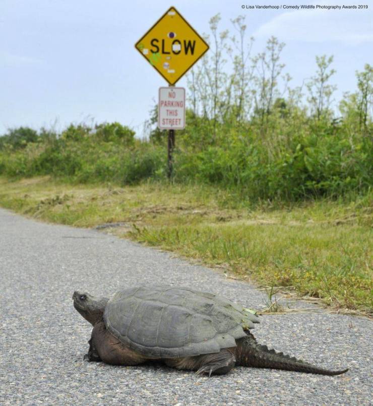"Comedy Wildlife Photography Awards" Chooses Most Hilarious Wildlife Photos Of The Year