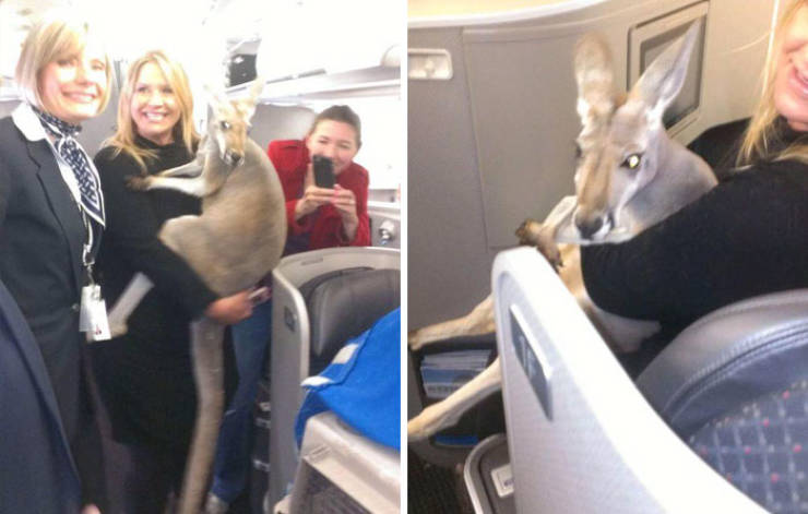 Do These People Go Too Far With Their Emotional Support Pets?