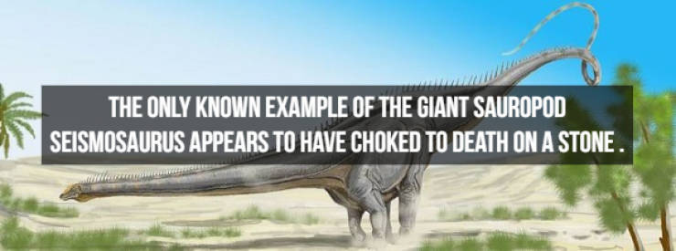 Dinosaur Facts? Anytime!