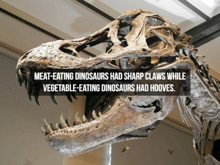 Dinosaur Facts? Anytime!