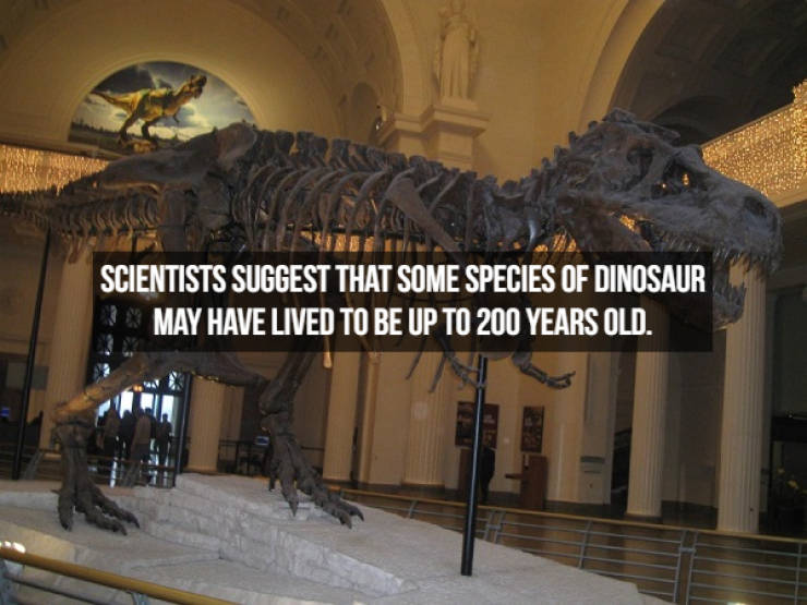 Dinosaur Facts? Anytime!