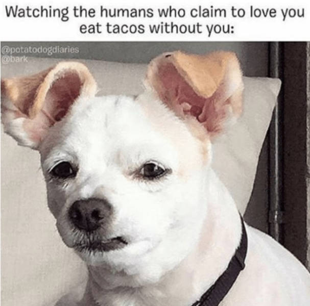 Share These Memes With Your Dog