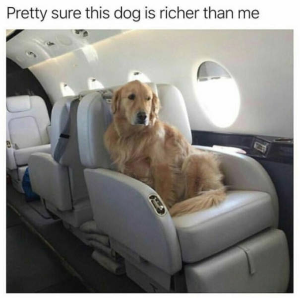 Share These Memes With Your Dog