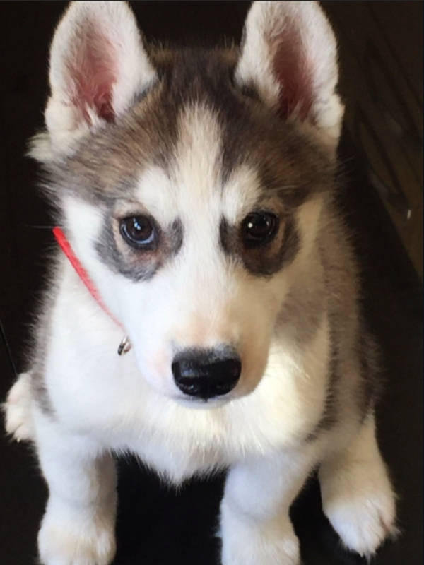 88+ Gerberian Shepsky Golden Retriever Husky Mix Puppy