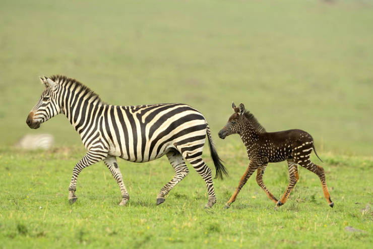 Something’s Wrong With This Baby Zebra… But In A Good Way