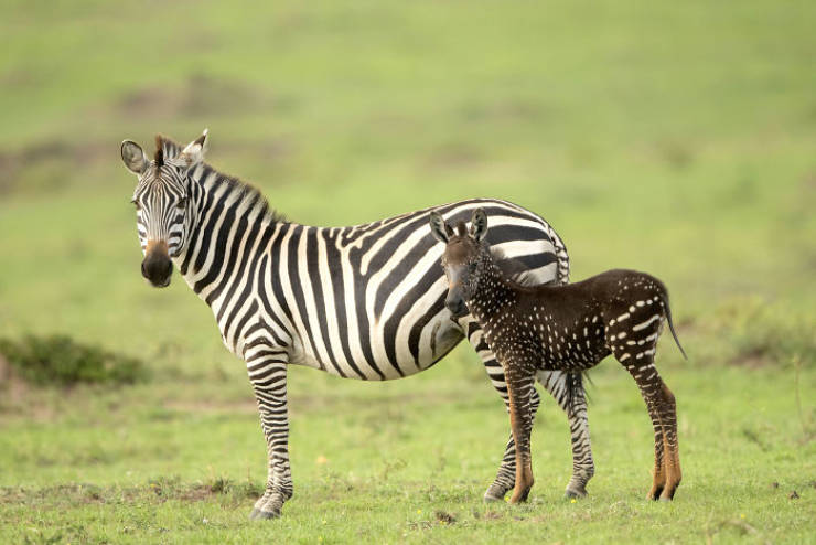 Something’s Wrong With This Baby Zebra… But In A Good Way