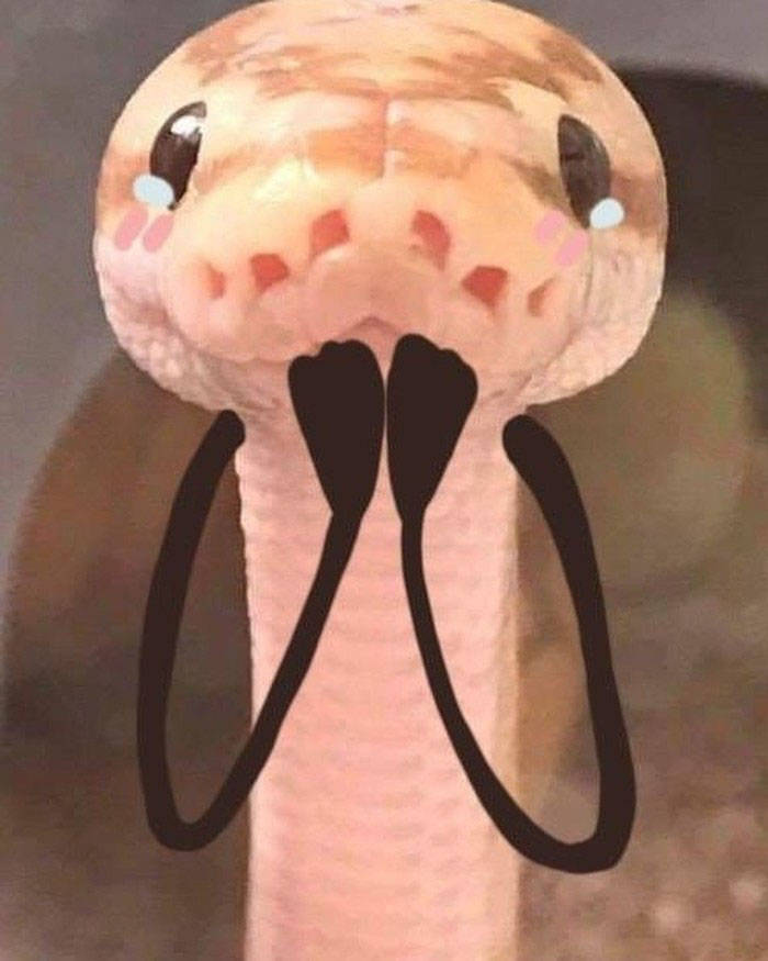 Snakes Look So Much Better With Arms!