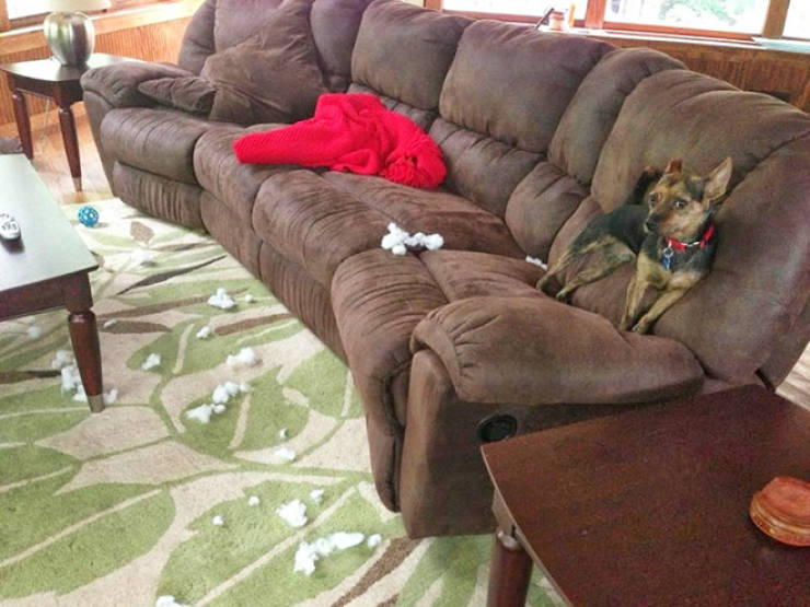 These Dogs Totally Didn’t Mean To Do That…
