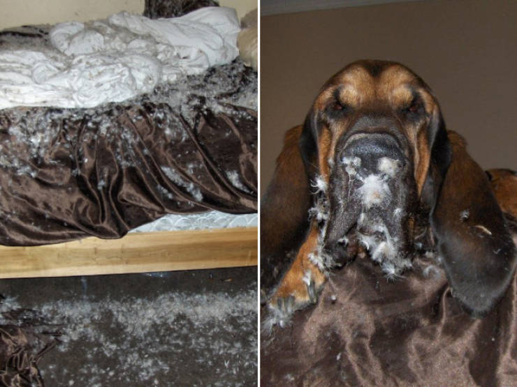 These Dogs Totally Didn’t Mean To Do That…