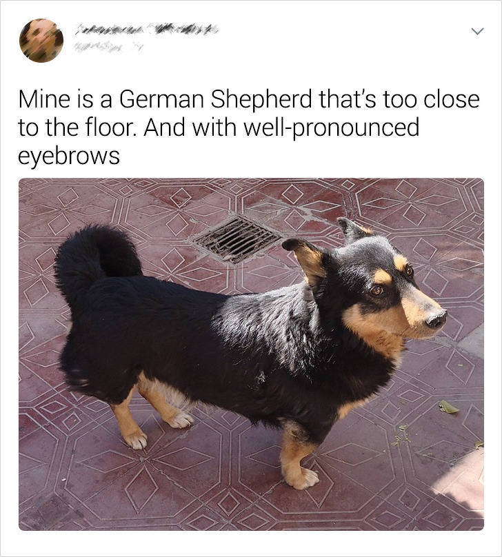 That’s Not The Pet Breed They Were Promised!