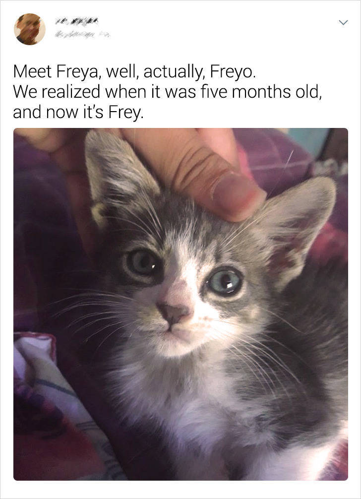 That’s Not The Pet Breed They Were Promised!