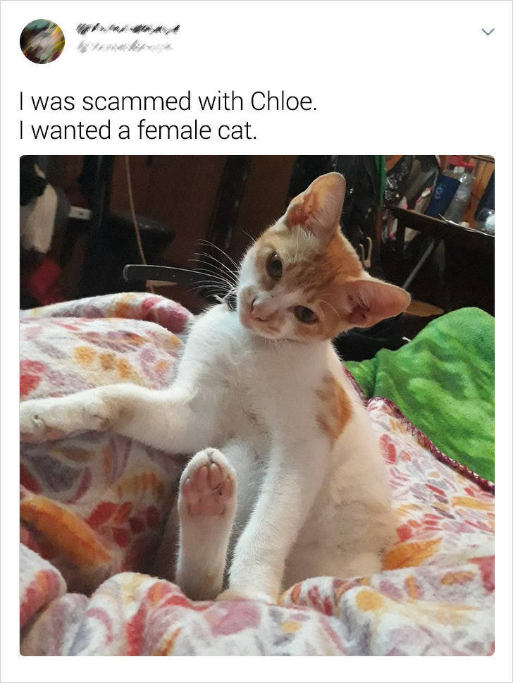 That’s Not The Pet Breed They Were Promised!