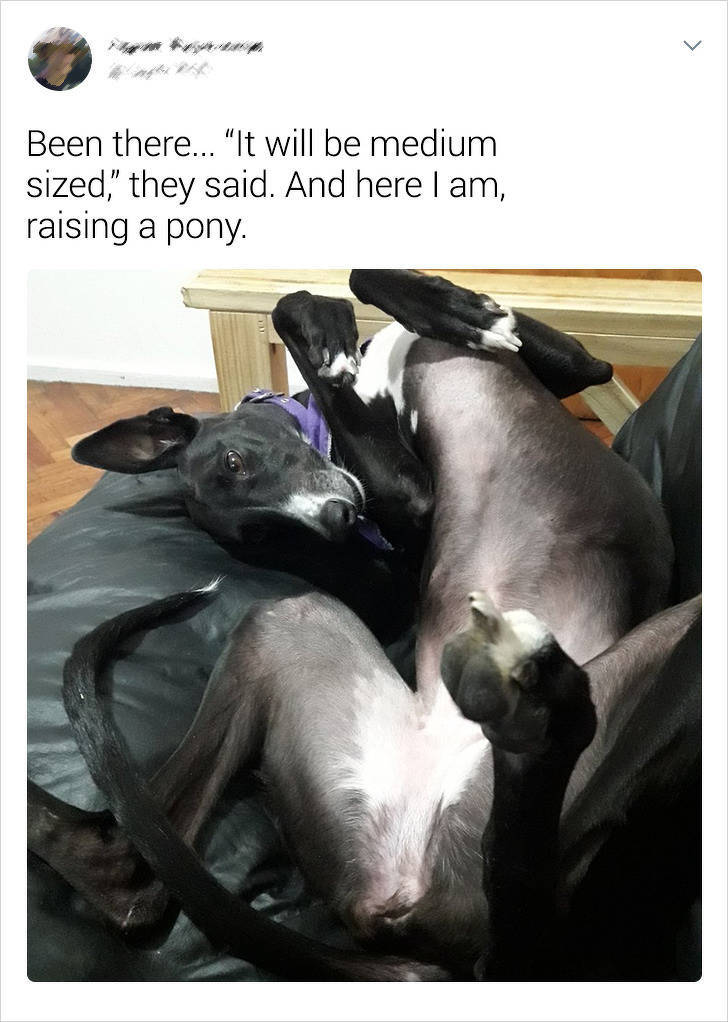 That’s Not The Pet Breed They Were Promised!