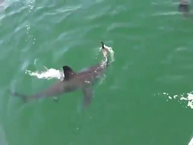 Screw You, Stupid Shark!