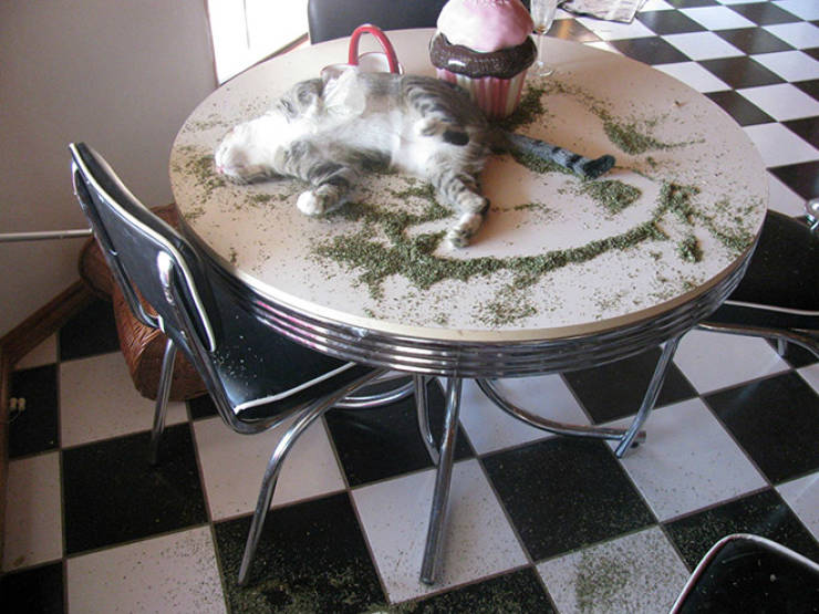 Cats, Don’t Do Catnip