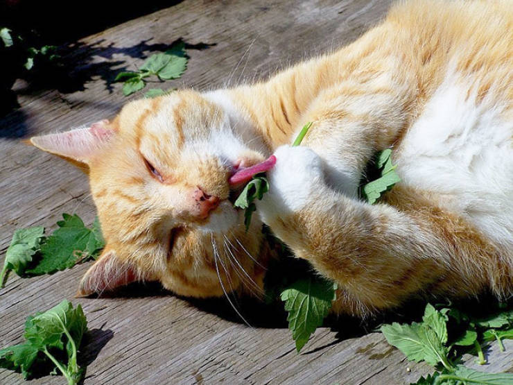 Cats, Don’t Do Catnip