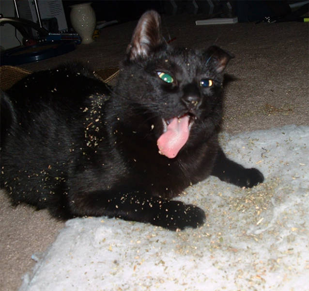 Cats, Don’t Do Catnip