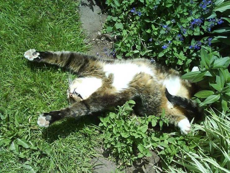 Cats, Don’t Do Catnip