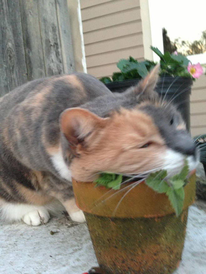 Cats, Don’t Do Catnip