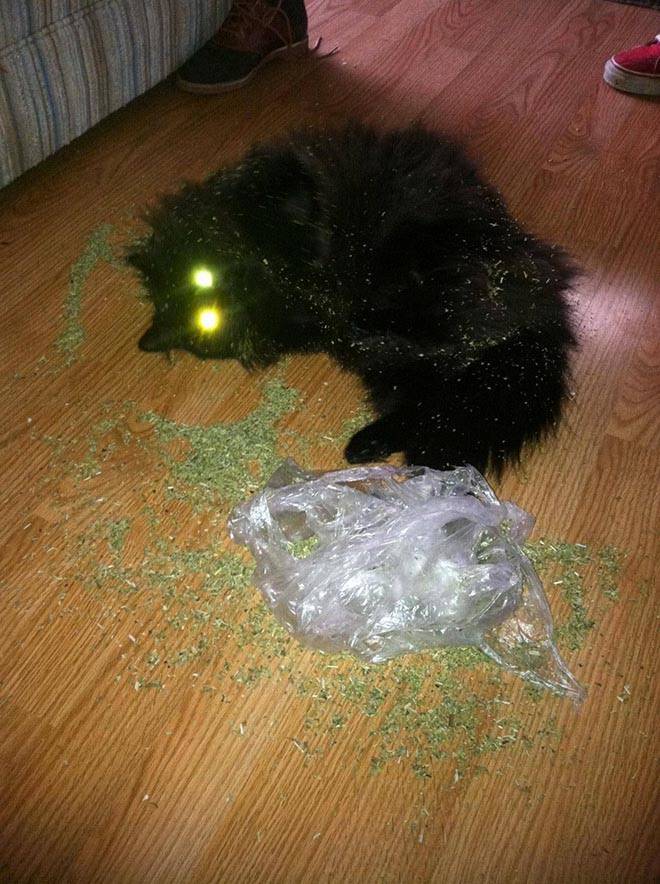 Cats, Don’t Do Catnip