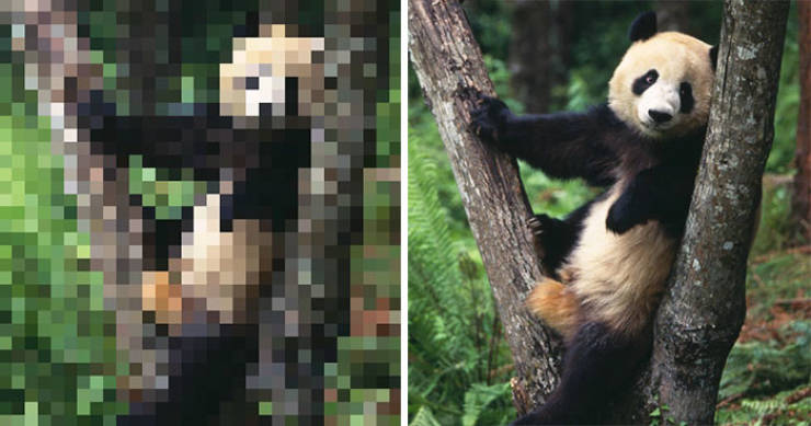 One Pixel For Each Remaining Animal Of Corresponding Endangered Species