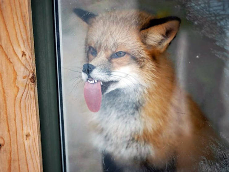 Animals Absolutely Love Licking Windows