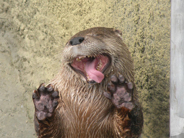 Animals Absolutely Love Licking Windows