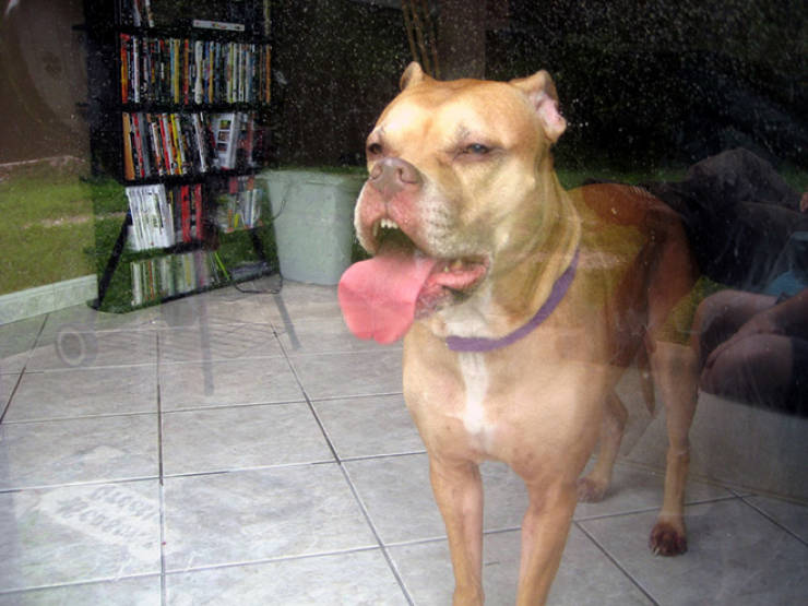 Animals Absolutely Love Licking Windows