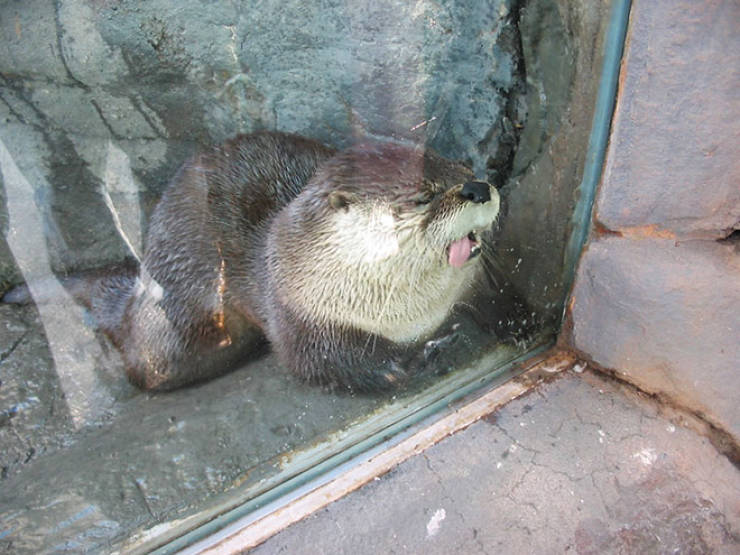 Animals Absolutely Love Licking Windows