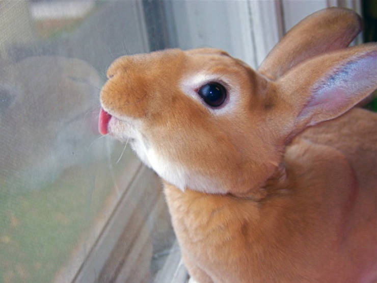 Animals Absolutely Love Licking Windows